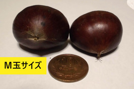 信州　小布施栗　M玉1キロ　銀寄/筑波等（中生品種）