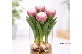 【限定30個】球根付きチューリップ　”アイスクリームMIX”　4種5本※北海道・沖縄県配送不可※