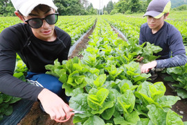 ぬるぬる野菜！つるむらさき　500ｇ
