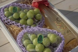 【冬ギフト】 ★パリパリ食感★贈答向け★シャインマスカット４５０ｇ～５００ｇ２房
