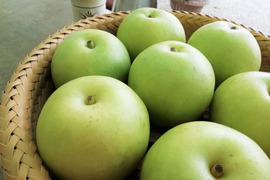 昔ながらの二十世紀梨2.5㎏　(7個程度)ネオニコフリー