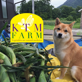 トウモロコシの生産者 食べチョク