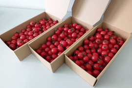 濃厚な旨味！酸味・甘味のバランス抜群！最高峰のフルーツトマト 1kg×3箱
