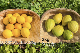 [自然栽培]レモン2種食べ比べセット(2kgずつ4kg)りのか、リスボン 農薬不使用