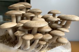 きのこのお鍋であったか、期間限定!不揃いブナシメジ                           (1キロ、250g×４袋)