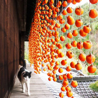 井桁屋ファーム