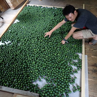 BIG！すだち【特別栽培・10kg箱】神山町からお届け：徳島県産のみかん