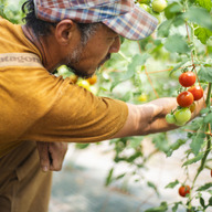 のんの畑　北海道