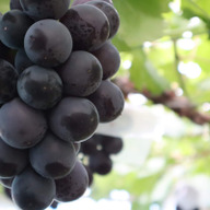 三代目ぶどう屋　風