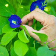 バタフライピー研究所