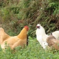 ルネサンスエコファーム