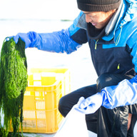 シーベジタブル