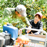 【愛媛みかん総本家】山内ファーム崖上の宇和島ブランド