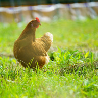 Hokkaido　Green　Campany