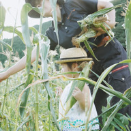 むらおか夢アグリ