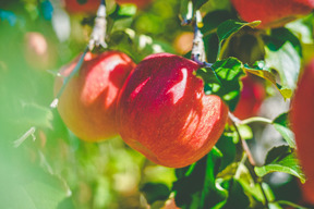 大人気！【サンふじ】3Kg （7～9玉）