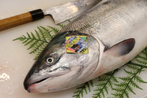 こんな刺身があったのか 北海道産 刺身用ニシンの切身 3パック 急速冷凍 北海道産 食べチョク 農家 漁師の産直ネット通販 旬の食材を生産者直送