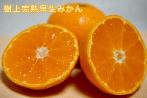 山下農園　『樹上完熟早生みかん』約3kg SS~Lサイズ