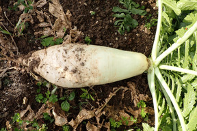 鏡水の伝統野菜 島大根（2本約5kg）【ゲン担ぎ福袋】