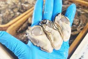 【水産庁補助事業 送料無料】剥き身セット🚚2.3kg 生牡蠣🦪生食用むき身300g+殻付き牡蠣普通サイズ ２kg（目安12-32個）松島牡蠣屋 C