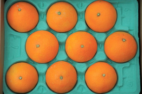 浜ノまどんな　「愛媛果試第28号」
贈答用　2.3ｋｇ   
2025年12月上旬発送！