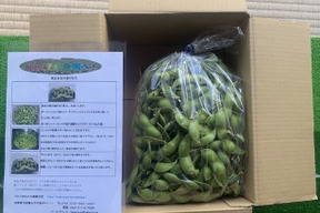 丹波篠山、口坂本の黒豆(黒枝豆) さや１kg　【残り１６日以降の到着指定分のみ】