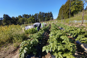 【お買い得☆旬の野菜お試しセット（5〜7品目）☆６月☆】採れたて新鮮お野菜！🌿🫛🧅農薬、除草剤、化学肥料等、一切不使用☆ゆうパック60サイズ🏣