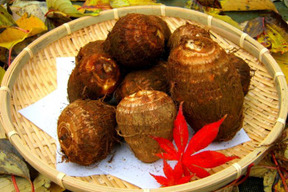 落ち葉堆肥でじっくり育ったしっとり里芋3キロ【農業遺産】【冬ギフト】