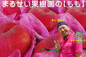 お買い得！まるせい果樹園の桃　極晩生種【おまかせ】1kg(4～6玉入り)自家用　贈答用　om6