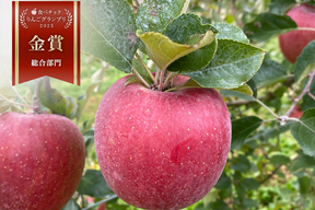 🏆りんごGP金賞受賞🏆【サステナりんご】信州安曇野産サンふじ家庭用5キロ（10〜20玉）🍎 ※化学合成農薬約60%削減