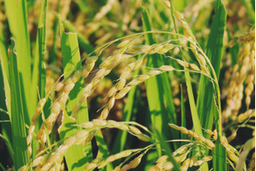 令和7年新米【雪若丸　玄米5kg】特A7回　山形の新しいブランド米