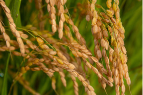 令和7年新米【つや姫　玄米5kg】15年連続特A　特別栽培米　山形置賜飯豊