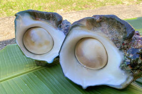 身がたっぷりの伊勢海老 ゴシキエビ 1 5kg 鹿児島県産のエビ 食べチョク 産地直送 産直 お取り寄せ通販 農家 漁師から旬の食材を直送