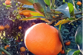 《豊作割引》【家庭用】まどんな 2kg みんなトリコになる“”プルプル“”新食感♡高級柑橘♫愛媛みかん！【冬ギフト】