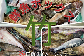 【9周年感謝祭】竹コース 船頭にお任せ！鮮魚ボックス（詰め合わせ) 海鮮セット