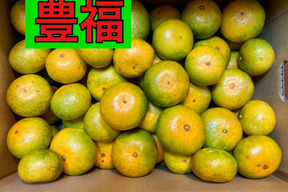 【期間限定　極早生みかん】食べたらやみつき　極早生みかん『豊福早生』　3kg