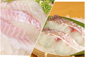 【テレビ東京のWBSで紹介】天草産「真鯛お刺身用のサク(3パック)」「真鯛の切身(5パック)」セット《firesh™》