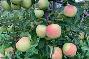 青森県産『ぐんま名月 』家庭用🍏 糖度15度以上！ 甘～い！ 10㎏ (24～40玉)　【令和8年産早期予約受付中！】《2025りんごグランプリ 銅賞・カラフル賞(黄) Ｗ受賞!!》