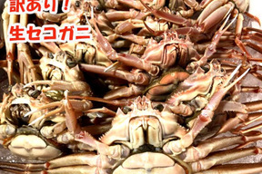 訳あり生セコガニ 内子と外子と蟹味噌の旬の3段ミルフィーユが魅力約1キロ 5 9尾入 新潟県産 食べチョク 農家 漁師の産直ネット通販 旬の食材を生産者直送
