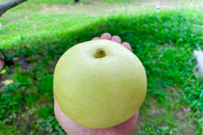令和7年9月発送【予約】梨　二十世紀　良品　約2kg ‼️長野県産