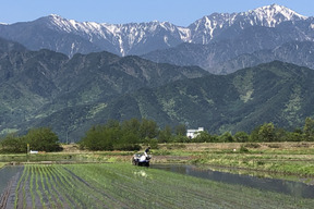 新米コシヒカリ30キロ　北アルプス　安曇野産【冬ギフト】