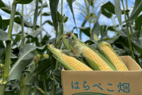まるで食べるコーンスープ！はらぺこ畑のご褒美【味来】18本入り【朝どれ】