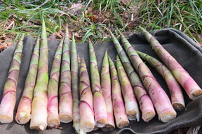 【予約販売】山形県産 天然山菜 『月山筍』1kg