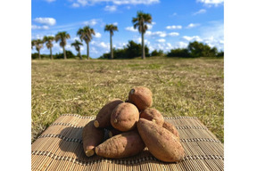種子島産 安納芋 Sサイズ 3kg｜甘くて濃厚🍠｜aimo農園直送