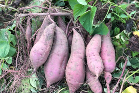 甘さ充実！『紅はるか』３kg