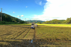 滋賀県高島市朽木産　令和6年産　こしひかり100％　5㎏　無洗米