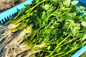 セリ ＜約800g＞ギシッとした歯応え、土耕特有の香りと辛み！【冬ギフト】【ゲン担ぎ福袋】