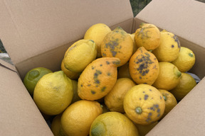 【令和8年大雪や雹によるレモン・柑橘被害支援プログラム300円寄付】◆訳あり特価◆レモン「リスボン」　業務用１５キロ