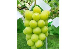 【朝どれ】ぶどうGP macaroni賞　贈答用　完熟シャインマスカット　(２～３房１㎏以上)
【敬老の日ギフト】にも