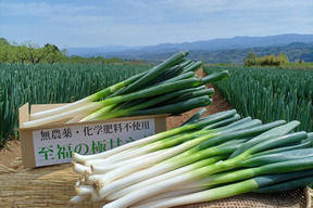 【福袋】【6本増量❗️❗️】⭕️至福の極甘ネギ❗️❗️秋冬(ホワイト)✨M／L／2Lサイズ混合☆26本✨信州産✨【特別栽培】✨【無消毒栽培】